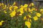 Mobile Preview: Oenothera fruticosa 'Sonnenwende' | Stauden-Nachtkerze